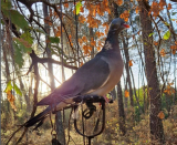 La palombière Landaise