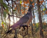 La palombière landaise : fonctionnement, tradition et secrets de cette chasse emblématique