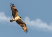 La fauconnerie ou chasse au vol : histoire, rapaces, techniques et réglementation