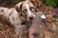Comment apprendre le rapport à son chien de chasse : méthode simple, étapes et erreurs à éviter