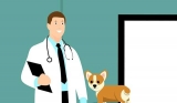 Conseils et soins de premiers secours pour son chien