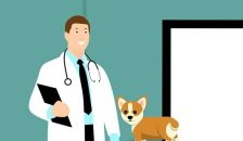 Conseils et soins de premiers secours pour son chien