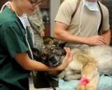 Cas d&rsquo;urgences pour son chien, que faire ?